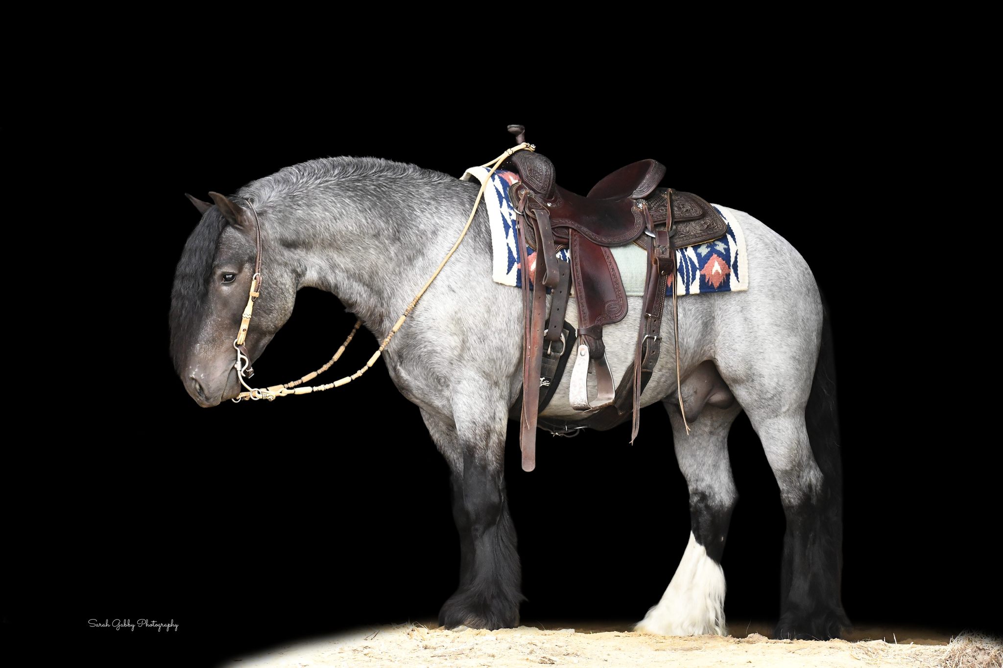 Blue Roan Gypsy Vanner Horse